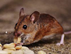 Restoran Vancouver Menyangkal Menyajikan Tikus Mati Dalam Menunya