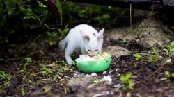 Apakah Makanan Kucing Boleh Dimakan Manusia?