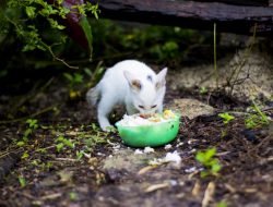 Apakah Makanan Kucing Boleh Dimakan Manusia?