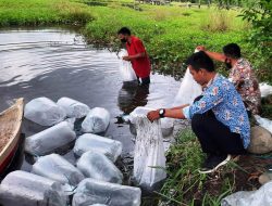 Dinas Perikanan Boltim Lepas Ratusan Ribu Ikan di Danau Tutuyan