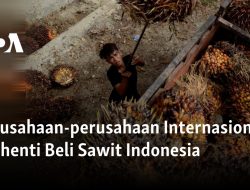 Perusahaan-perusahaan Internasional Berhenti Beli Sawit Indonesia