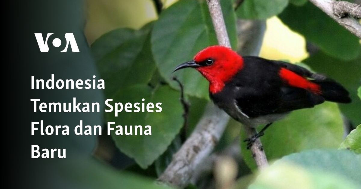 Indonesia Temukan Spesies Flora Dan Fauna Baru - Memantau Segalanya