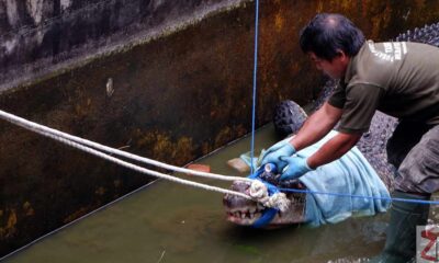 buaya