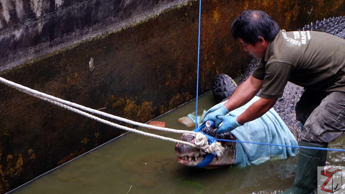 buaya