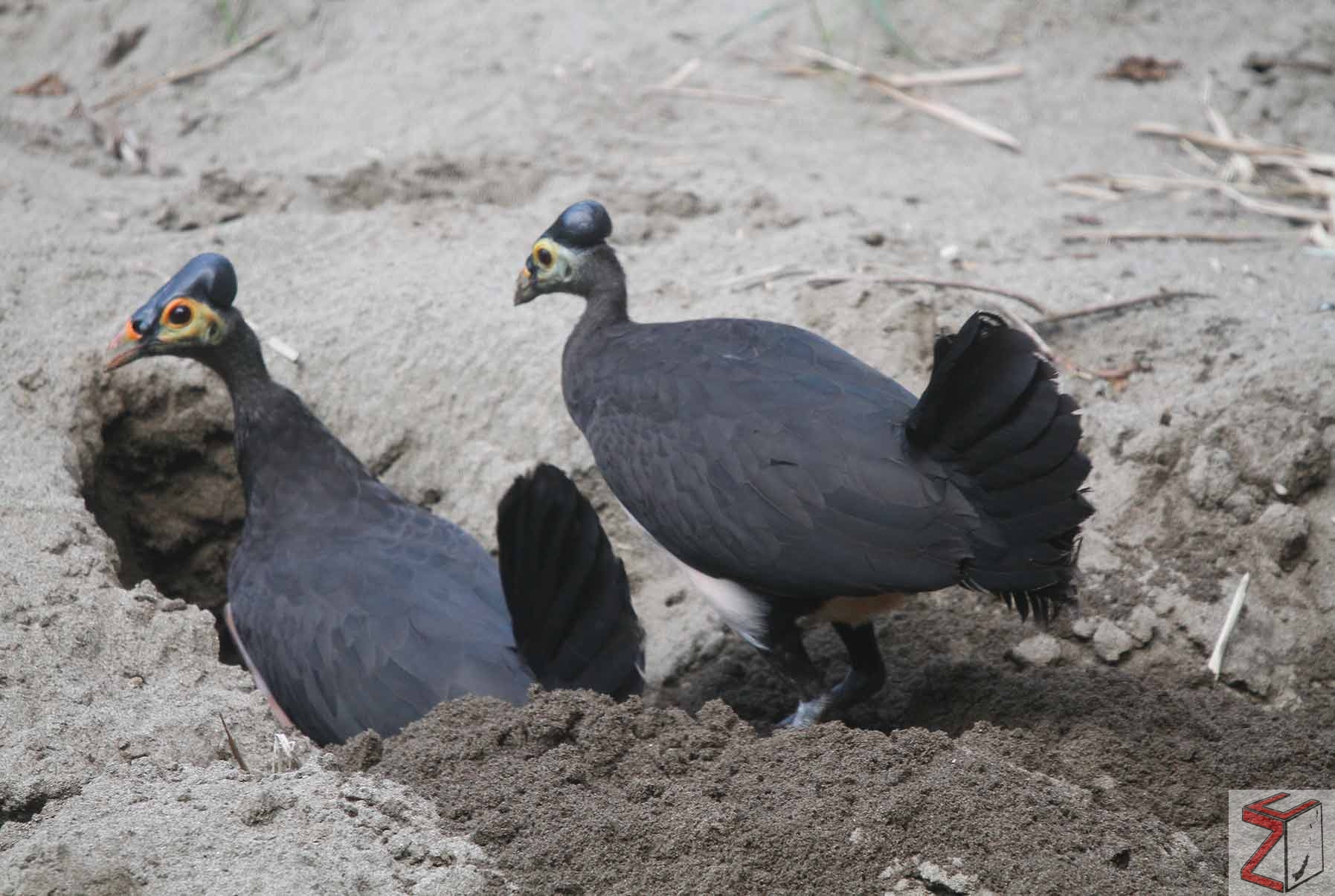 maleo