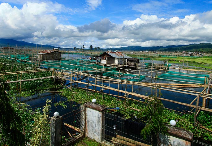 tumbuhan eceng gondok