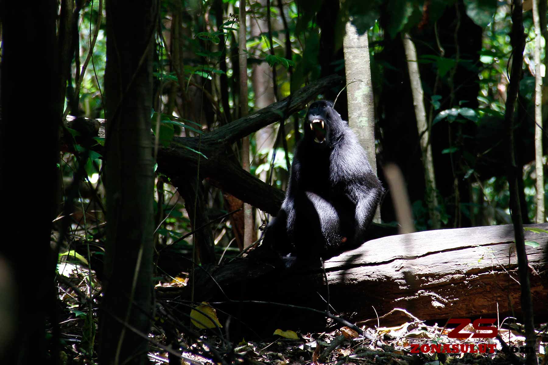 FAO luncurkan National Forest Inventory Learning Journey untuk memperkuat data hutan di Asia dan Pasifik 8 zonasulut.com