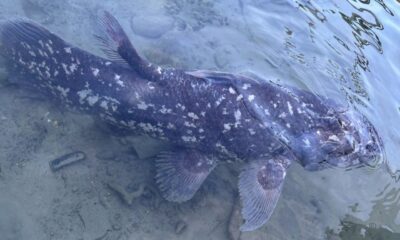 Ikan Purba Coelacanth ditemukan di perairan Sulut, diselamatkan nelayan Tagulandang dari pukat