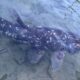 Ikan Purba Coelacanth ditemukan di perairan Sulut, diselamatkan nelayan Tagulandang dari pukat