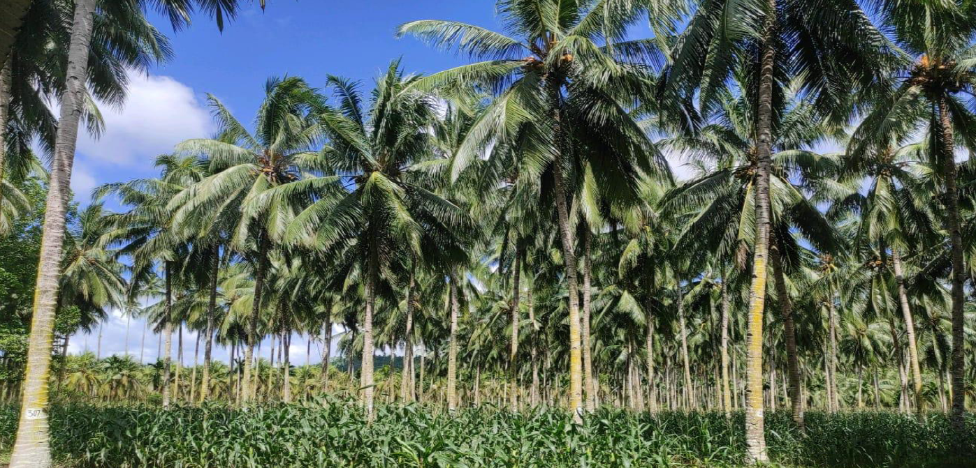 Hilirisasi perkebunan Sulut digenjot untuk sejahterakan petani 13 Hilirisasi perkebunan Sulut digenjot untuk sejahterakan petani