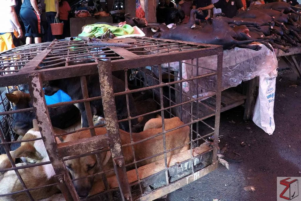 Tanpa aturan yang jelas, pasar hewan Indonesia berisiko memicu pandemi berikutnya 9 zonautara.com