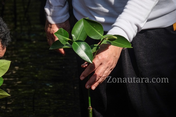 FOTO: Wagub Sulut Victor Mailangkay tanam Mangrove di Grand Luley Manado