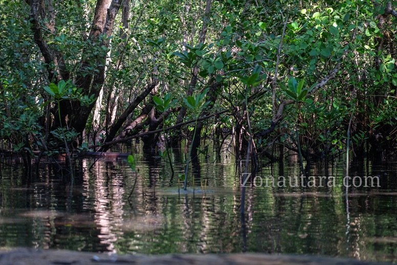 FOTO: Wagub Sulut Victor Mailangkay tanam Mangrove di Grand Luley Manado