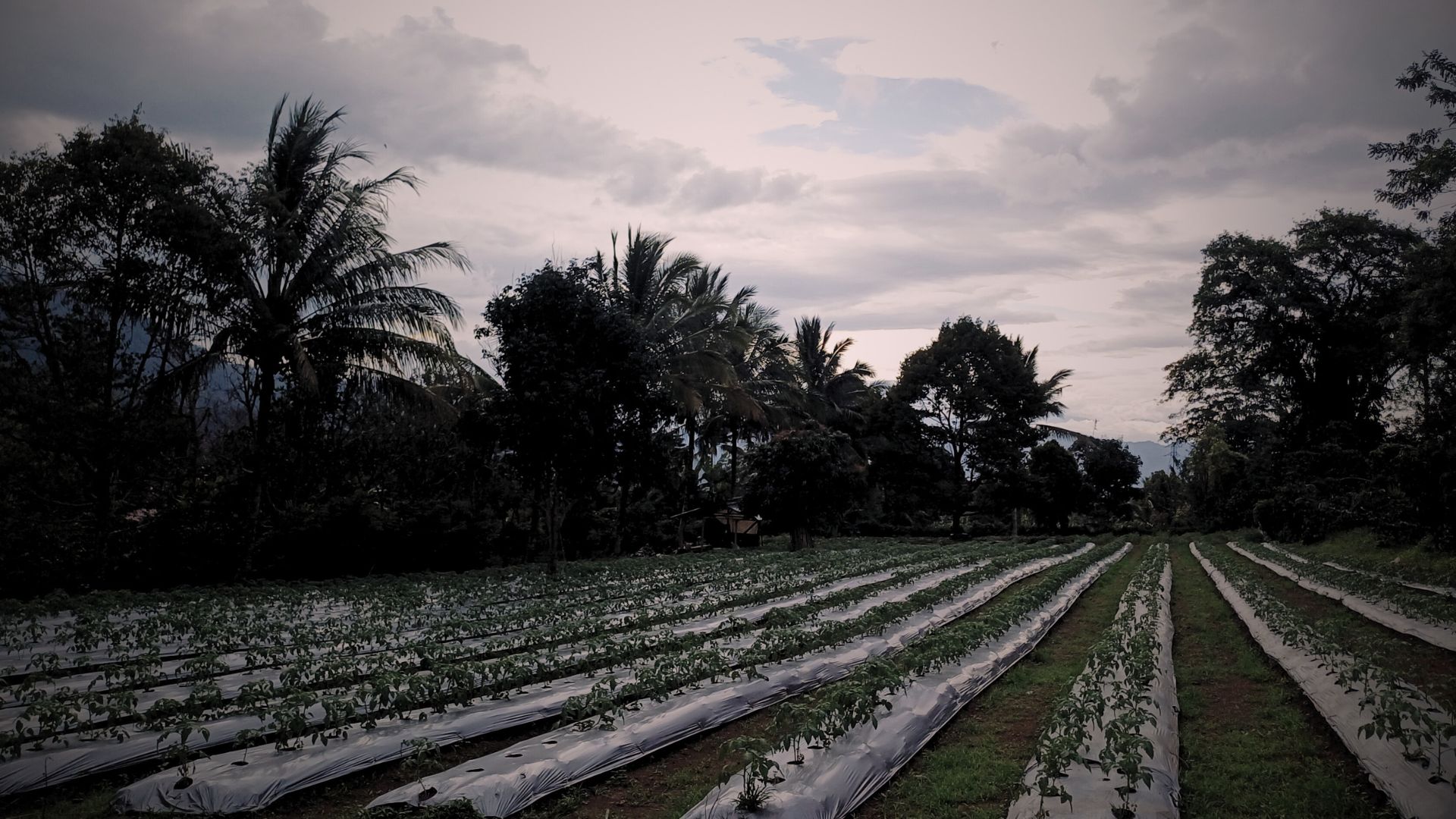 Menyemat harapan pada Kopi Purworejo 10 purworejo