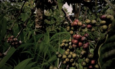 kopi
