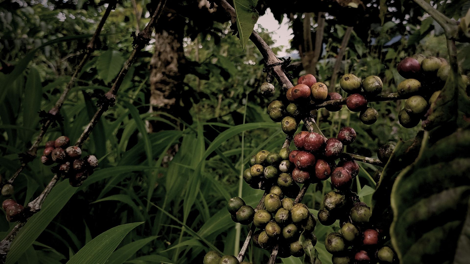 kopi