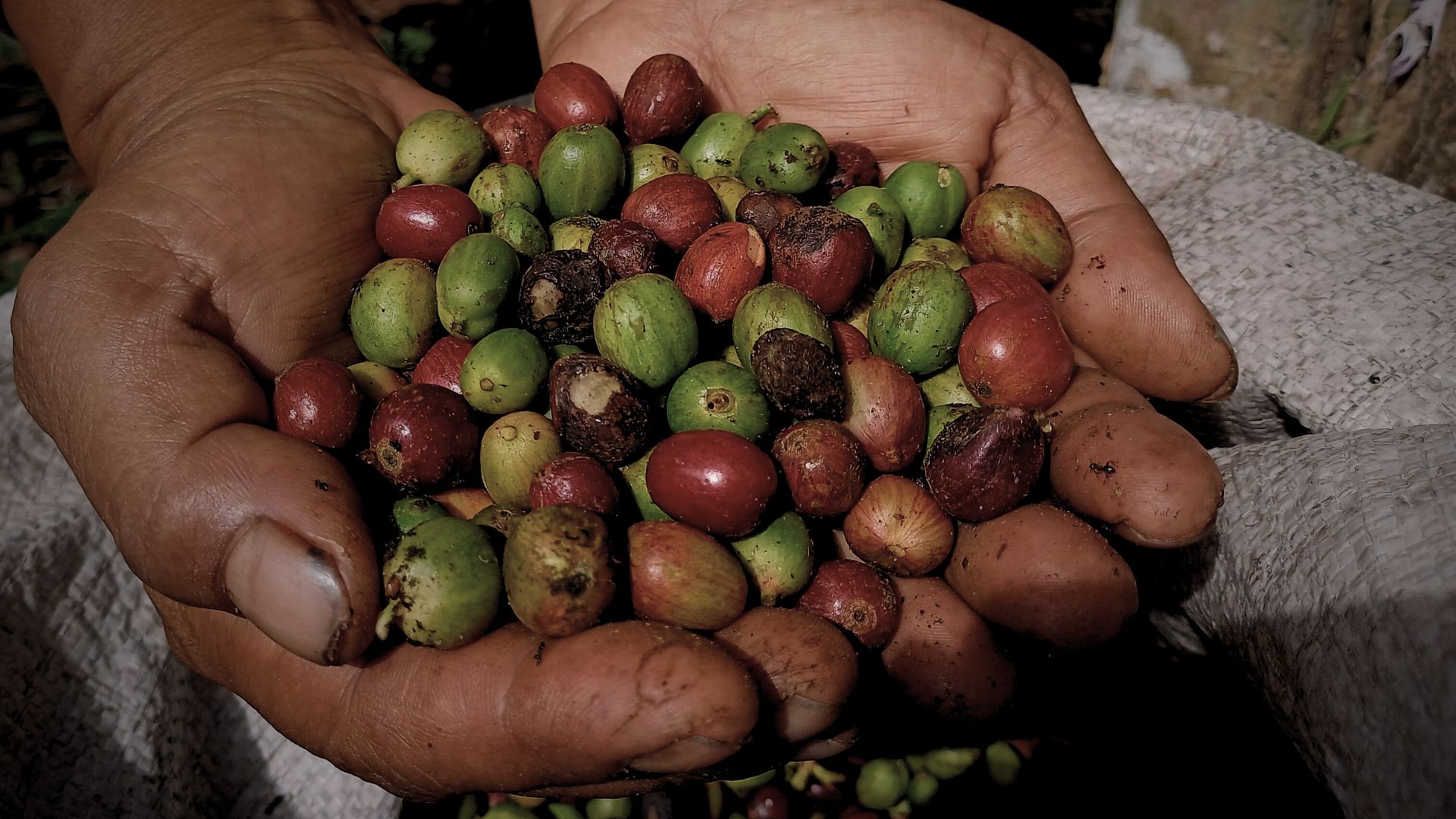 Menyemat harapan pada Kopi Purworejo 7 kopi