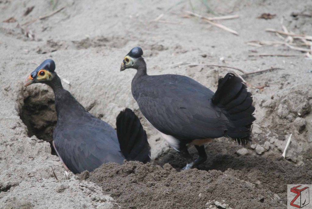 Satwa endemik yang asing di rumahnya 20 maleo