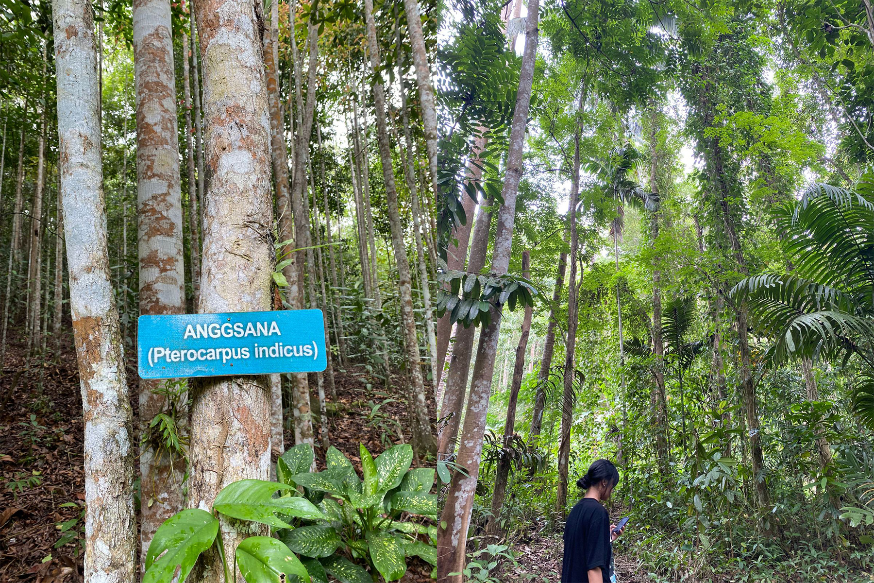 Menjaga Hutan Kota Bonawang, menjaga udara bersih Kotamobagu 7 hutan kota