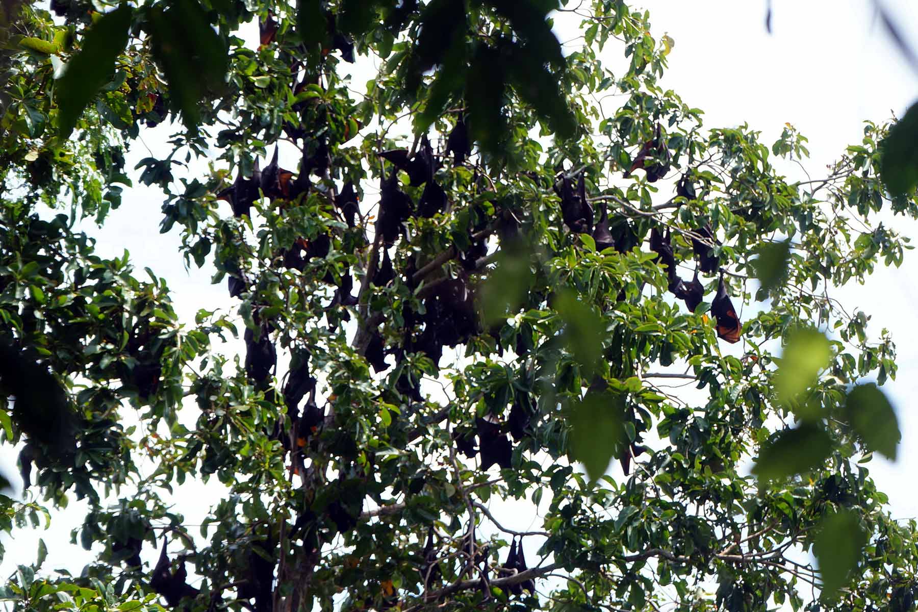 Krisis iklim, satwa liar, dan risiko wabah zoonosis di Sulawesi Utara 9 kelelawar zoonosis