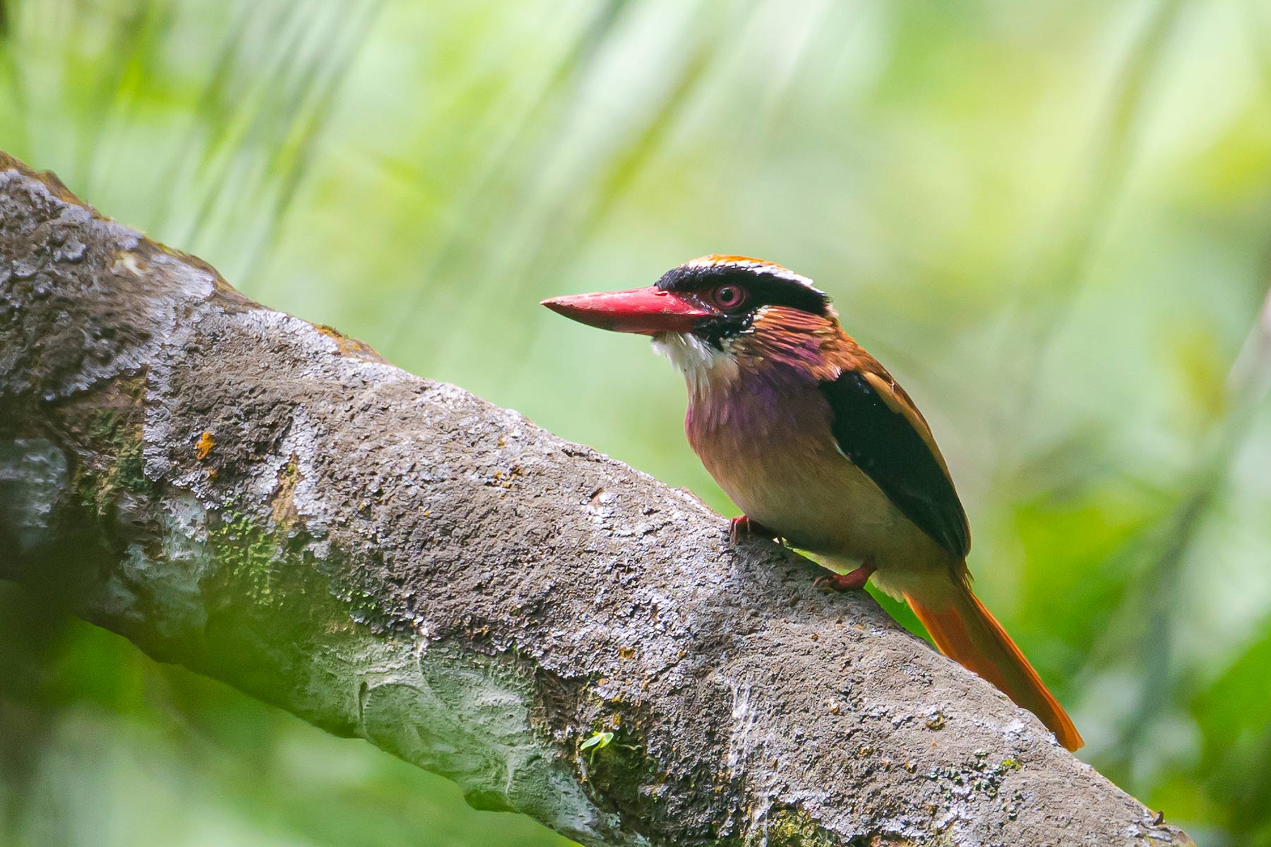 burung