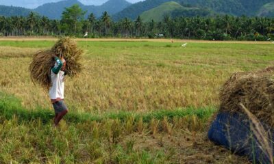 petani