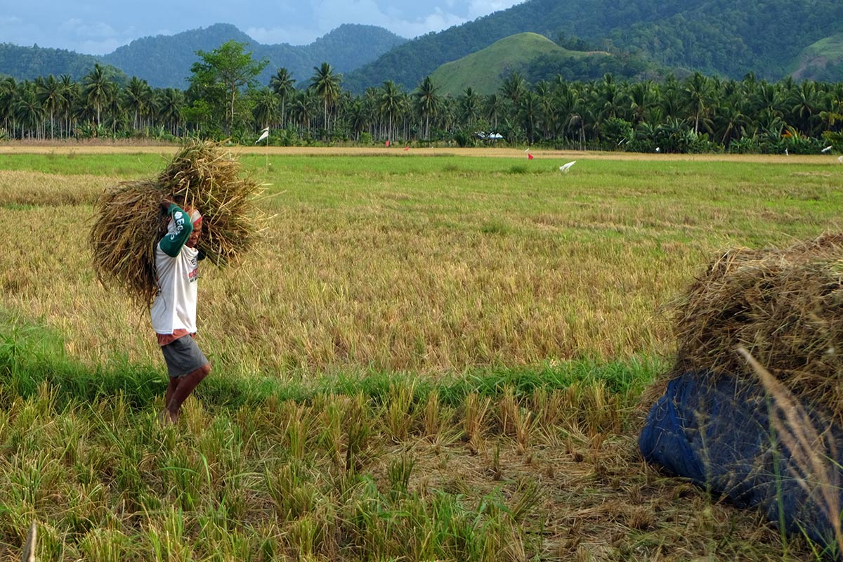 petani