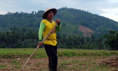 sawah