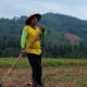 sawah