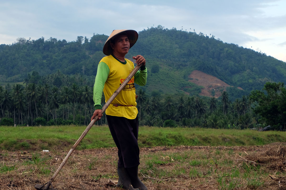 sawah