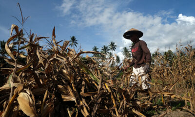 jagung