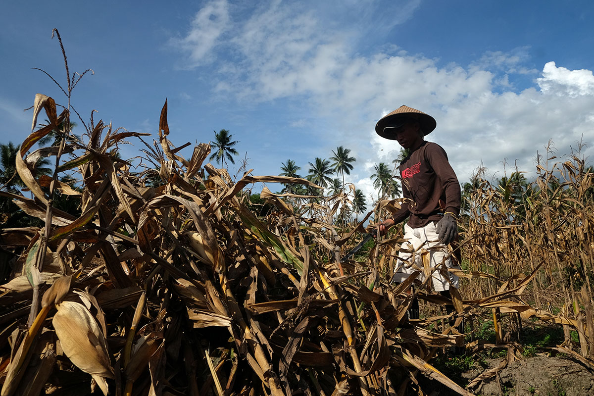 jagung